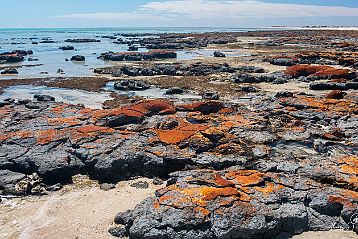 Hamelin (Stromatolites) Monkey Bay