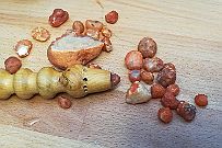 IMG_20191120_140543 Caillloux saharien.