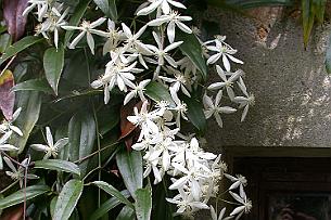 1032-clematis-armandii-blanc Clématite Armandii à feuilles de bambou. Pas du tout comme les autres Clématites !