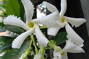 578px-Trachelospermum_jasminoides1pizzodisevo