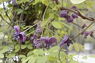 Akebia_quinata_RJB1