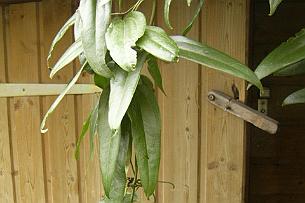 Clematite Armandii