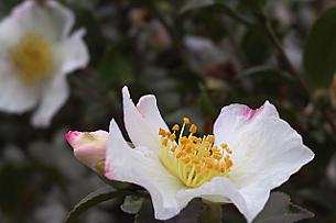 White_Camellia_sasanqua Fleur simple Camélia Sasanqua
