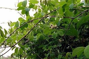 akebia2 Akébia Aquinata. Fleurs mâles et femelles sur le même pied !