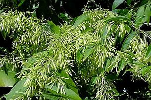 cestrum Cestrum nocturnum. Ne s'ouvre que la nuit. A savoir que le Cestrum Parquii se fume et que ce n'est pas illégal !