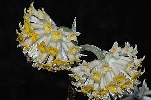 edge Edgeworthia. Les fleurs seules apparaissent en hiver. Puis tombent Les feuilles prennent leur place.