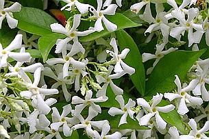 tra-jasminoides Faux jasmin : Trachelospernum jasminoide.