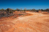 Australie 0403 2555 - Stromatolithes Hamelin bay est connu pour ... pour ? Pour ses stromatolites et ses briques ! Mais avant, il faut y arriver par des pistes.