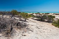 Australie 0403 2560 - Stromatolithes Vers les Stromatolites (ou Stromatolithes ou thrombolites) qui sont d'origine à la fois biogénique (biolithogenèse des cyanobactéries) et sédimentaire. Cette...