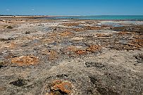 Australie 0403 2572 - Stromatolithes Les cyanobactéries transformées (