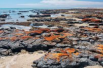 Australie 0403 2582 - Stromatolithes Plus clairement : la photosynthèse (effectuée par les cyanobactéries) : CO2 + H2O = 
