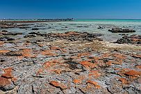 Australie 0403 2583 - Stromatolithes