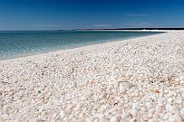 Australie 0403 2592 - Stromatolithes Derniers moments à l'ombre des coquillages (!) pour nous rendre à Monkey Bay.