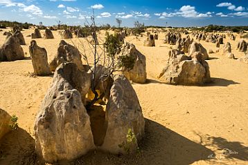 Dongara - Cervantes Désert des Pinacles
