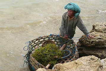 Nusa Lembogan (algues)