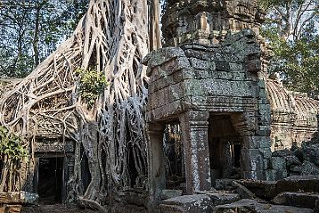 Ta Prohm et ses arbres