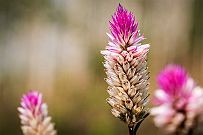 03 - DSCF0778 (2) null