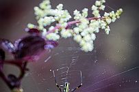 05 - DSCF1063 (2) null