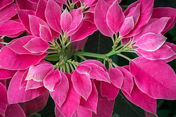 Fleurs & Faune du voyage