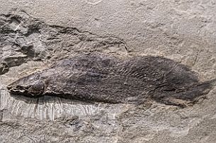 Canada Perriere DSCF2712 Un des très rares endroits du monde aux fossiles en 3D (la plus part du temps, ils sont écrasés à plat).