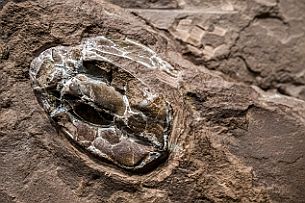 Canada Perriere DSCF2713 « elpistostege », un fossile époque 