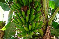 P1080836 Régime de bananes avec sa fleur immense. Au vietnam, elle est rapée et mangée. Pas ici.