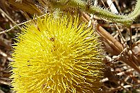P1080848 Plante mystère. J'offre un repas au trouveur de son nom. C'est comme un kiwi et pousse comme une courgette. Un Kiwette !