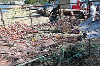 P1070860 Ou mis à sécher tout simplement.