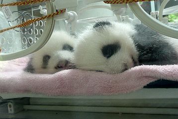 Pandas de Bifengxia