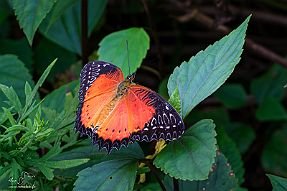 Chine_Moxalain_PERRIERE_21260 null