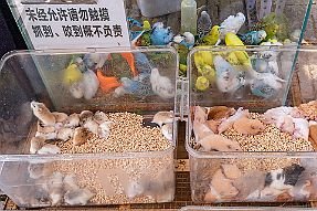 Chine_Moxalain_PERRIERE_14068 null