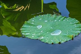 Chine_Moxalain_PERRIERE_20550 null