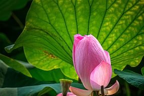 Chine_Moxalain_PERRIERE_10528 null