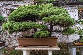 Chine_Moxalain_PERRIERE_19813 null