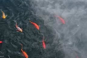 Chine_Moxalain_PERRIERE_21624 null