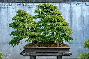 Chine_Moxalain_PERRIERE_22489 null