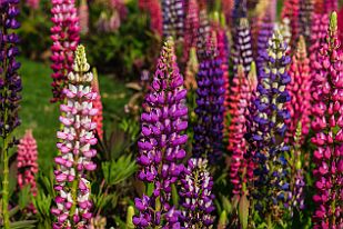 Perriere-Coree2301-2b On passe au garden bay et sa roseraie (entre autre). Ici des Lupins. Les graines sont comestibles.