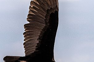 Cuba - Perriere - DSCF6862 El condor passa ... Un vautour en fait.