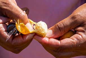Cuba - Perriere - DSCF6956 Yaqueline nous fait goûter una pina de raton (Ananas souris). Petit mais concentré en goût !!!