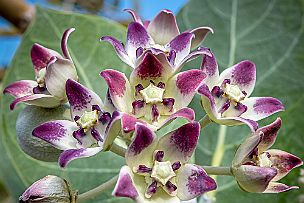 Cuba - Perriere - DSCF8020 Calotropis Procera ou pommier de Sodome ou arbre à couilles du fait des fruits en forme de testicules. Très toxique et aux propriétés proches de la digitale.