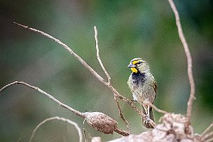 Cuba - Perriere - DSCF8340-Modifier Yellow-faced Grassquit (Tiaris olivaceus bryanti). Celui la m'a rendu fou ! Mais il a fini par poser fièrement.