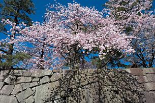 Japon -8609 Tous les chateaux Japonais sont construits en bois sur un immense talus en pierres jointives (un travail de folie). Rentrons au chateau de Hommaru construit en...