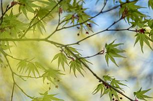Japon -8769 Acer Palmatum, le fameux érable Japonais. Très délicat avec ses baies ailées rouges.