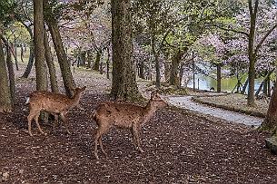 Japon -8957 Le parc aux daims. Il y en a partout et viennent chercher un bout de pain.