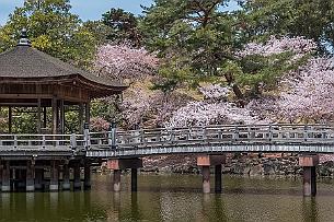 Japon -9373 Pur hasard du calendrier, nous sommes pile à la floraison des cérisiers qui évoluent du sud vers le nord. Il existe même une météo des fleurs pour se déplacer...