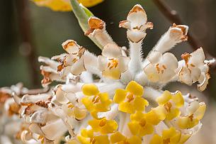 Japon -9428 Edgeworthia. Doux parfum suave. Ne pousse pas dans notre jardin mais très prolifique ici.