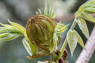 Japon -9430 Bouton de Glycine