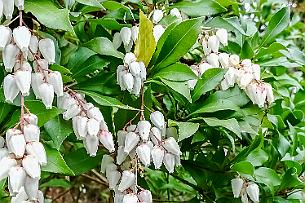 Japon -113436 Andromède du Japon (Pieris Japonica). Légèrement parfumée, les pousses de l'année sont rouges ! Oui ! Là, y en a pas (les massifs sont taillés)