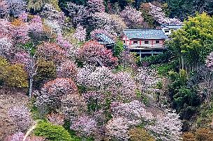 Japon -0081 Si vous ne parlez pas japonais, nous vous conseillons d’imprimer votre propre carte avant de partir, sans quoi vous êtes bien partis pour vous fourvoyer et...