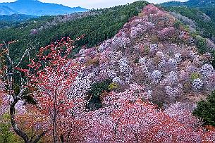 Japon -9773 Whaoouh. Aucune photo ne peut rendre ce que nous voyons. Malgré la mauvaise météo et la lumière nous avons la chance d'être là au bon moment (15 jours de...